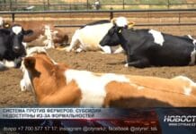 Шымкентские фермеры не могут оформить субсидии Коровы