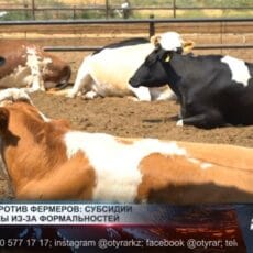 Шымкентские фермеры не могут оформить субсидии Коровы
