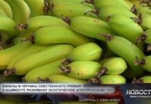 В Шымкенте собирают многотонные урожаи бананов и черники В Шымкенте выращивают бананы в промышленных масштабах