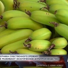 В Шымкенте собирают многотонные урожаи бананов и черники В Шымкенте выращивают бананы в промышленных масштабах