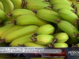 В Шымкенте выращивают бананы в промышленных масштабах