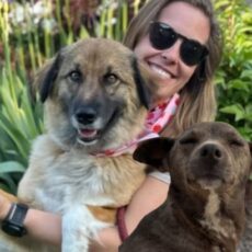 Две собаки из шымкентского отлова перебрались к новым хозяевам в США Шымкентские собаки в США