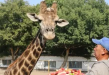 День рождения жирафа по имени Астана отметили в зоопарке Шымкента Жираф Астана в зоопарке Шымкента