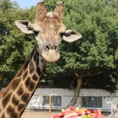 День рождения жирафа по имени Астана отметили в зоопарке Шымкента Жираф Астана в зоопарке Шымкента