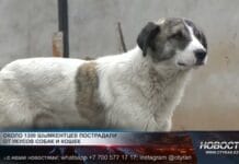 Свыше 1000 шымкентцев пострадали от укусов собак и кошек с начала года Бродячая собака