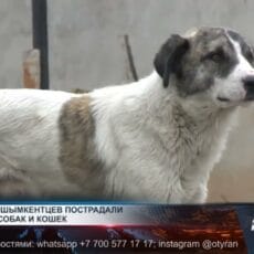 Свыше 1000 шымкентцев пострадали от укусов собак и кошек с начала года Бродячая собака