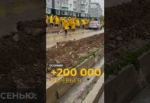 220 тысяч деревьев и километры автополива: как озеленяют Шымкент Как озеленяют Шымкент