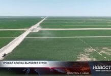 Урожай хлопка вырастет втрое Поля хлопчатника