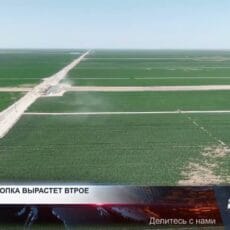 Урожай хлопка вырастет втрое Поля хлопчатника