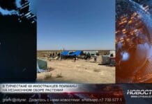 68 иностранцев пойманы на незаконном сборе редких растений Незаконная добыча корней редких и запрещённых к сбору растений