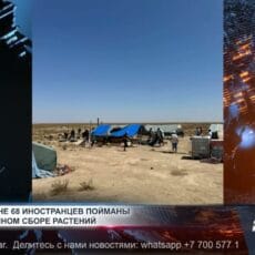 68 иностранцев пойманы на незаконном сборе редких растений Незаконная добыча корней редких и запрещённых к сбору растений