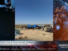 Незаконная добыча корней редких и запрещённых к сбору растений