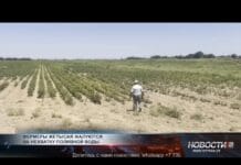 Фермеры Жетысая остались без воды в разгар сезона Засуха на хлопковых полях
