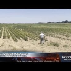 Фермеры Жетысая остались без воды в разгар сезона Засуха на хлопковых полях