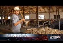 Валовый продукт в Сайрамском районе уверенно растет Сельское хозяйство в Сайрамском районе