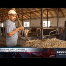 Валовый продукт в Сайрамском районе уверенно растет Сельское хозяйство в Сайрамском районе