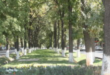 Отдых в Шымкенте: на любой вкус и бюджет Аллея в Шымкенте