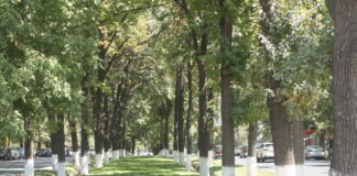 Отдых в Шымкенте: на любой вкус и бюджет Аллея в Шымкенте