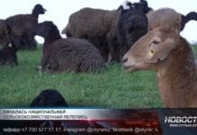 Стартовала национальная сельскохозяйственная перепись Скот