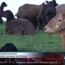 Стартовала национальная сельскохозяйственная перепись Скот