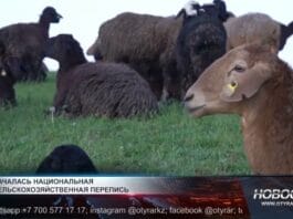 Скот