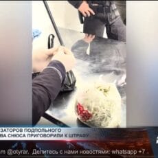 Организаторы заплатят миллионные штрафы за подпольное изготовление снюса Подпольный цех по изготовлению снюса