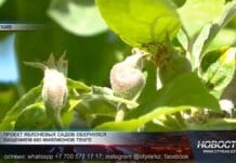 Проект «яблоневых садов» в Шымкенте обернулся хищением 685 млн тенге Проект "яблоневых садов"