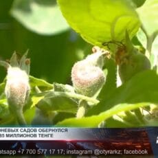 Проект «яблоневых садов» в Шымкенте обернулся хищением 685 млн тенге Проект "яблоневых садов"