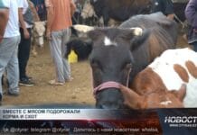 Вместе с мясом резко подорожали корма и скот Крупный рогатый скот