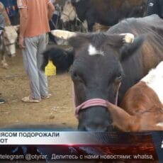 Вместе с мясом резко подорожали корма и скот Крупный рогатый скот