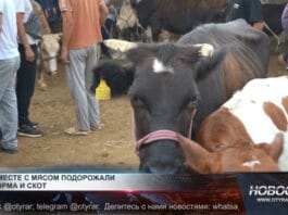 Крупный рогатый скот