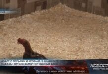 Азарт с перьями и кровью: в Шымкенте наказан организатор петушиных боев Нелегальные петушиные бои
