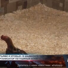 Азарт с перьями и кровью: в Шымкенте наказан организатор петушиных боев Нелегальные петушиные бои