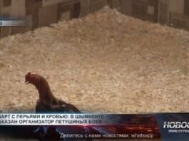 Нелегальные петушиные бои