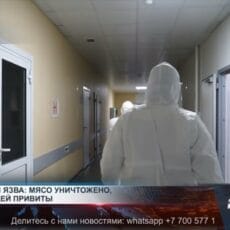 С начала года в Шымкенте зафиксировано 3 случая сибирской язвы Сибирская язва