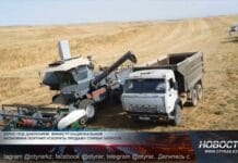Запасы зерна в Казахстане теряют цену из-за хранения и дорогой логистики Уборка зерновых