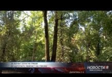 Угроза дендропарку: Шымкент рискует остаться без главной зелёной зоны Дендропарк Шымкента