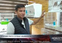 Птичий рай в сердце Шымкента