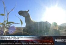 В Созакском районе массовый падёж скота из-за засухи