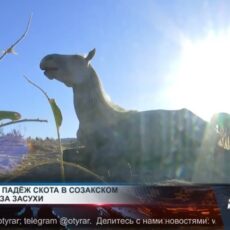 В Созакском районе массовый падёж скота из-за засухи