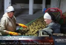 Картофель под угрозой