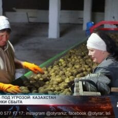 Картофель под угрозой