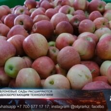 В Тюлькубасском районе развивают садоводство и промышленность