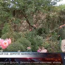 Огород в копеечку: шымкентцы платят всё больше за полив