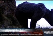 Краснокнижные барс и медведь замечены в горах Сайрам-Угама