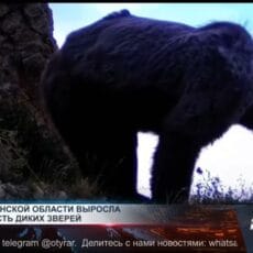 Краснокнижные барс и медведь замечены в горах Сайрам-Угама