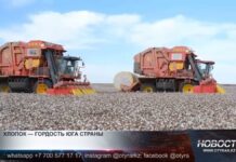 В Туркестанской области отметили всемирный день хлопка