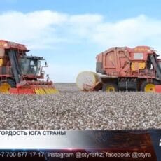 В Туркестанской области отметили всемирный день хлопка