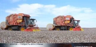 В Туркестанской области отметили всемирный день хлопка