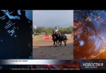 Житель Шымкента установили рекорд стоя на лошадях